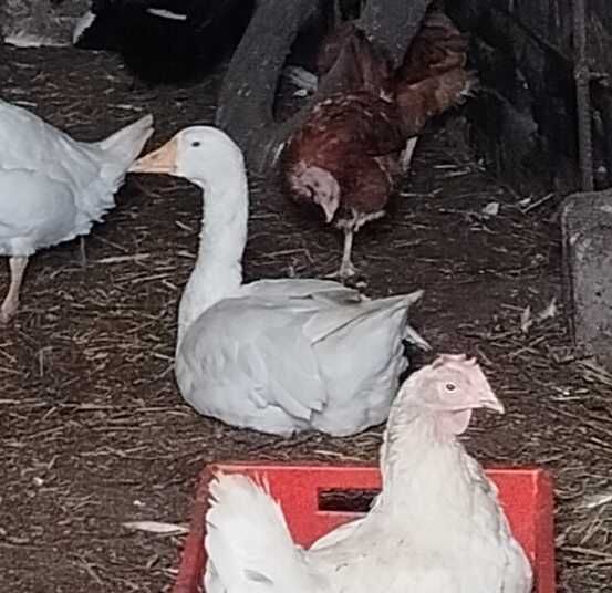 Mam na sprzedaż żywe gęsie owsiane białe