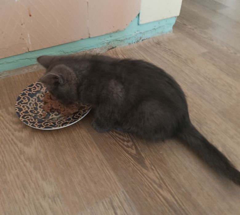 Домашнє кошеня - котик