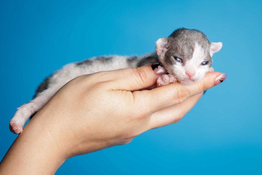 Devon Rex* Chłopczyk* Niebieski arlekin