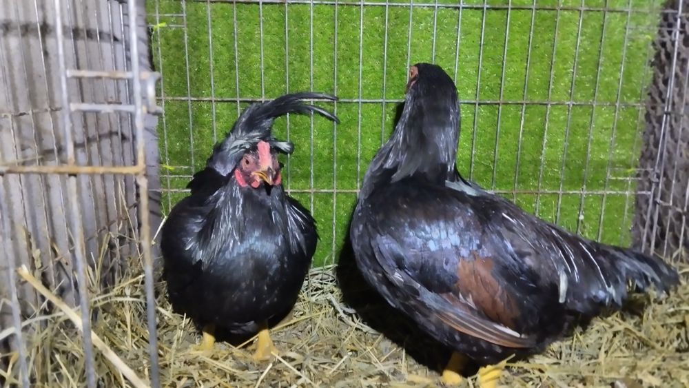 Яйце інкубаційне корніша італійської селекції