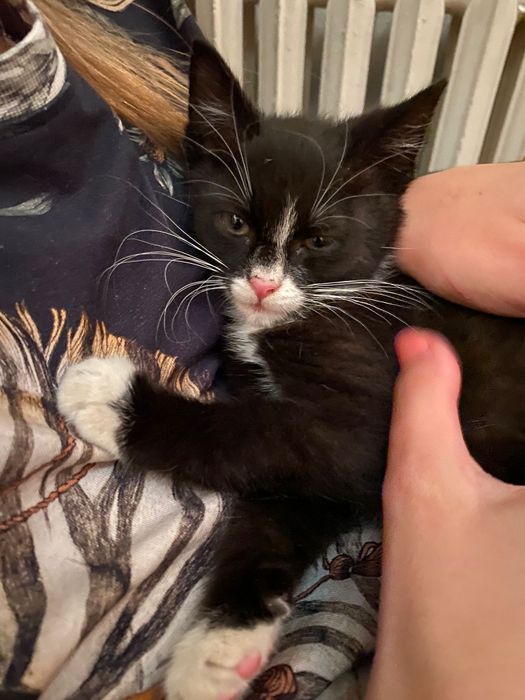 Dwupak rodzeństwa do adopcji