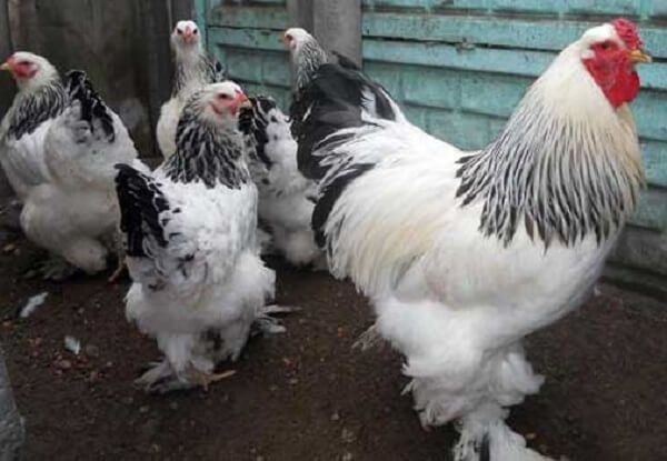 Інкубаційне яйце светлої брами