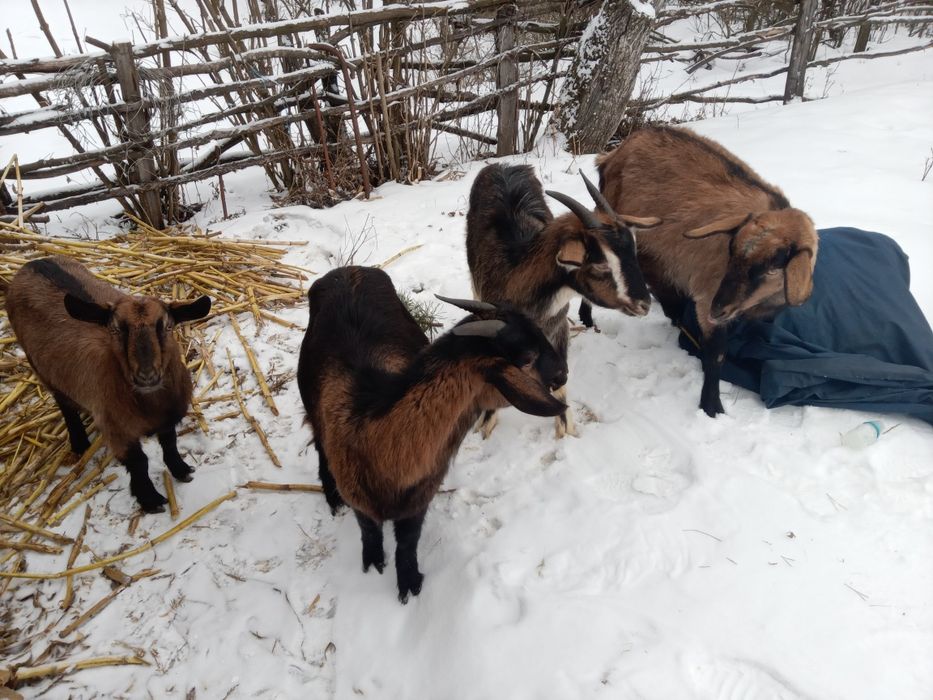 «Милі кізочки для продажу –  порода Oberhasli».