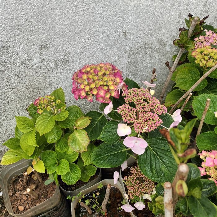 Hortênsias - Excelente Qualidade