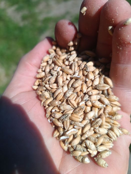 Pszenżyto ozime Aveo owies mieszanka