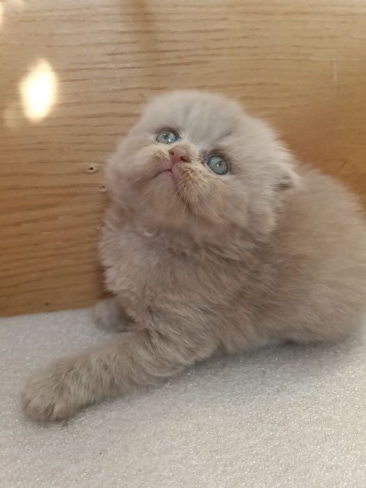 Ліловий висловухий хлопчик.