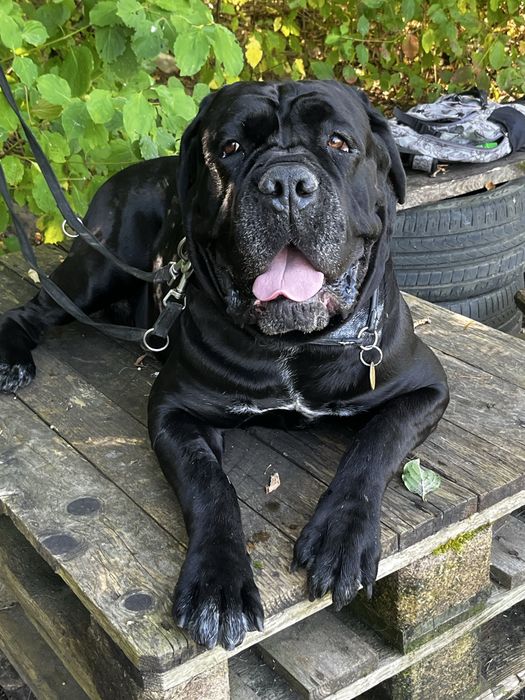 Кане-корсо, вʼязка