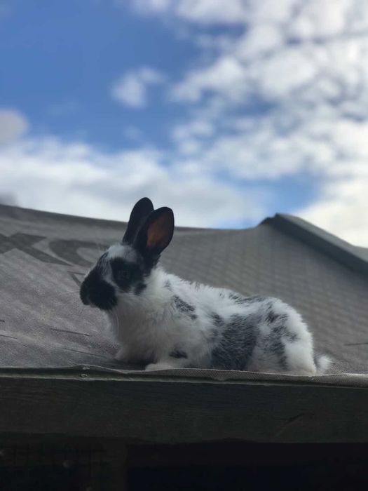 Króliczki mieszańce