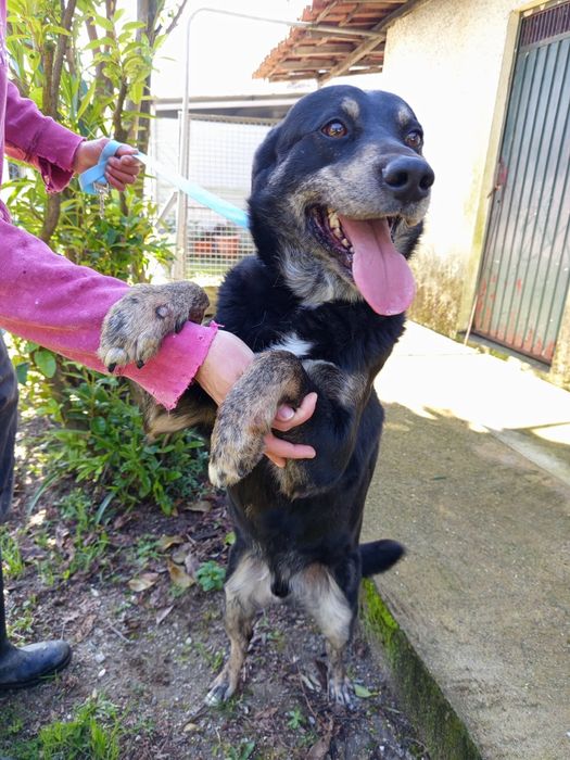 Cao de 6 aninhos para adopção 8