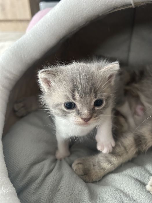 Шотландське прямовухе кошеня