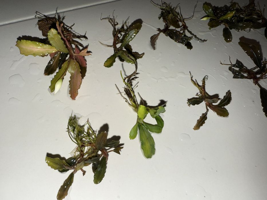 Bucephalandra 10 szt 3 rodzaje