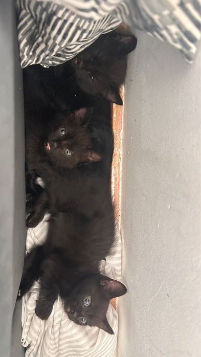 Gato para adoção