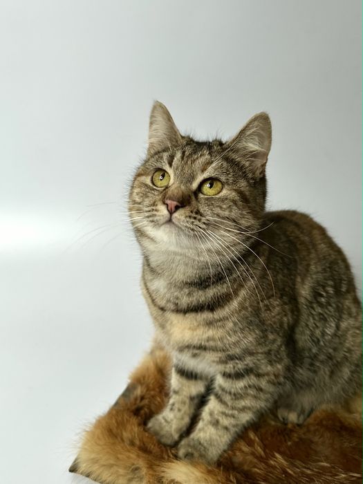 Котёнок Кити около полгода