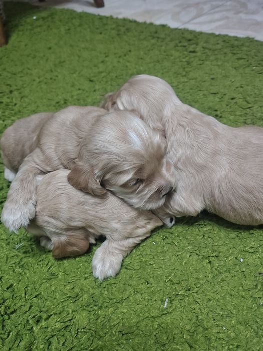 Продаються щенята англійського кокер спаніеля