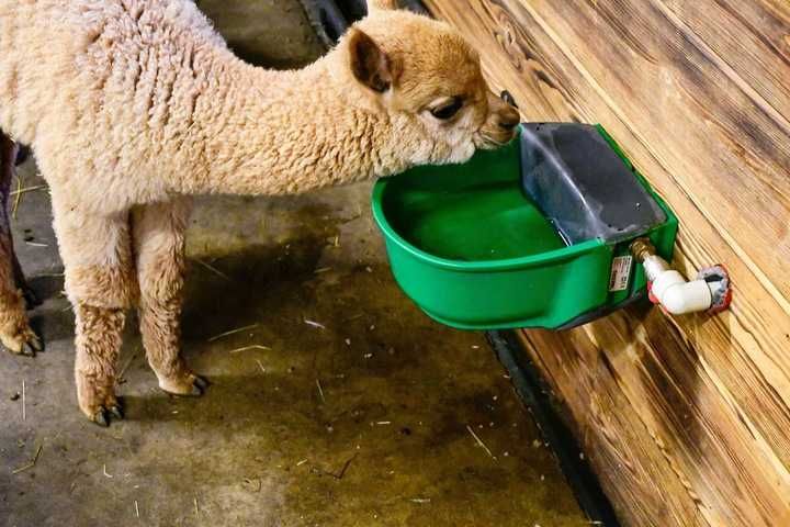 Poidło podgrzewane pływakowe SH 30 Bydło Konie 230V/73W lub 24 V/73W