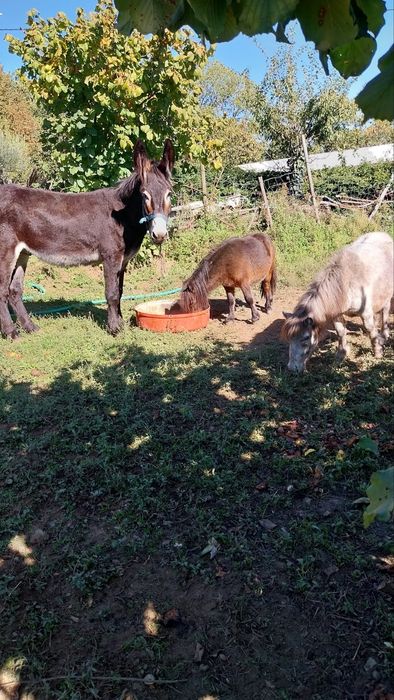 Burro Mirandes inscrito.