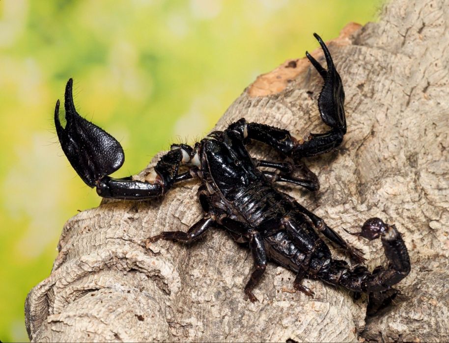 Heterometrus spinifer 
 L2