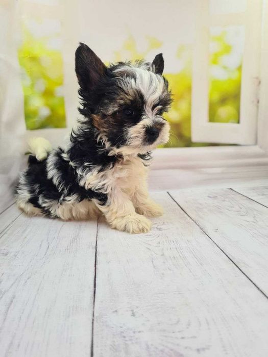 Шикарні бівер йорки КСУ.Якісні цуценята з відмінними породними даними