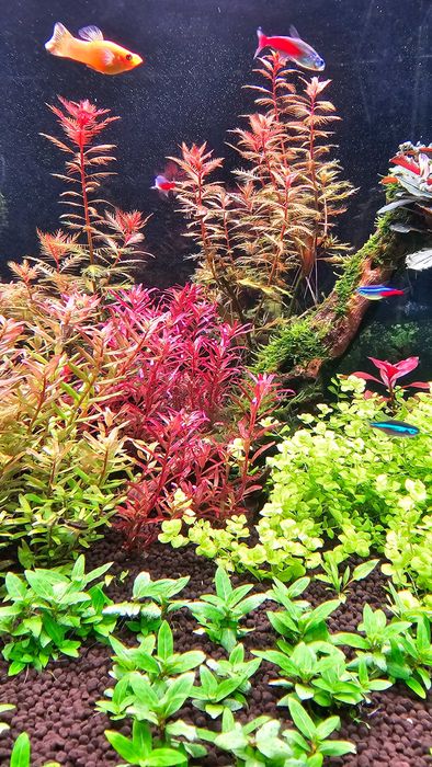 Proserpinaca Palustris Cuba i inne rośliny akwariowe