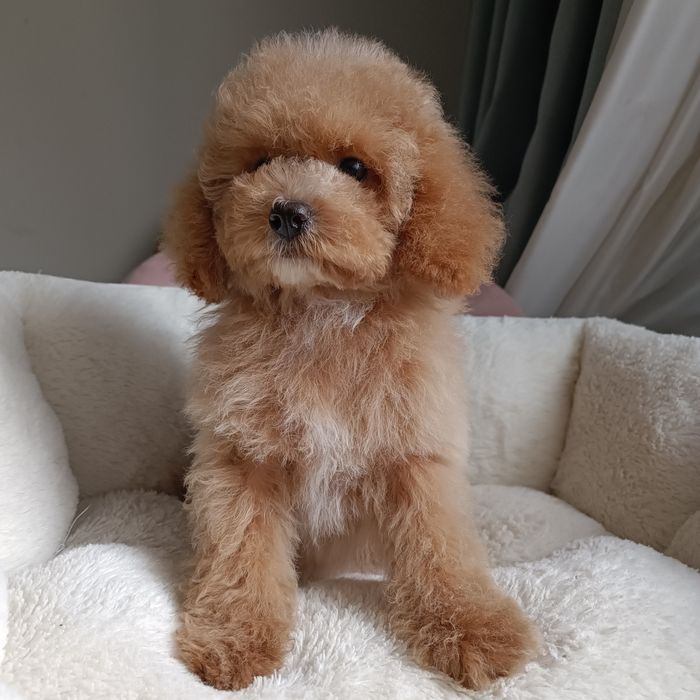 Мальтипу. Шикарна красуня. В Києві