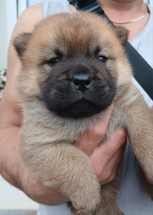 Chow chow smooth  ZKwP piesek
