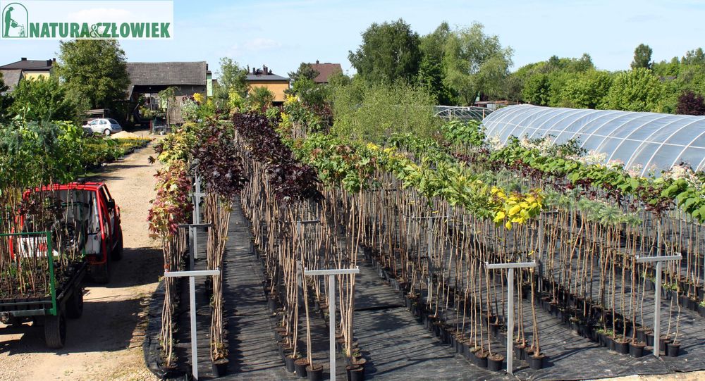 DRZEWA OZDOBNE Klon Katalpa Brzoza Grab Głóg Migdałek Platan PRODUCENT