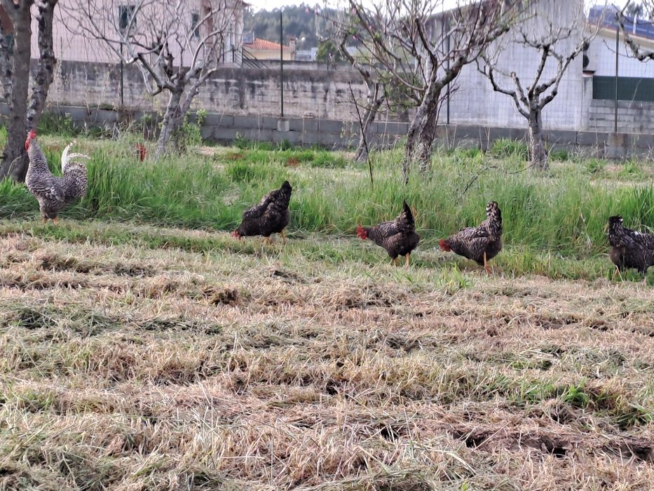 Ovos galados pedrês portuguesa
