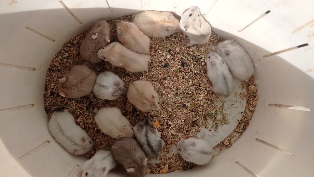 Джунгарики  різних кольорів