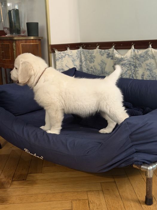 Szczeniak Golden Retriever ZKwP FCI GOTOWY DO ODBIORU