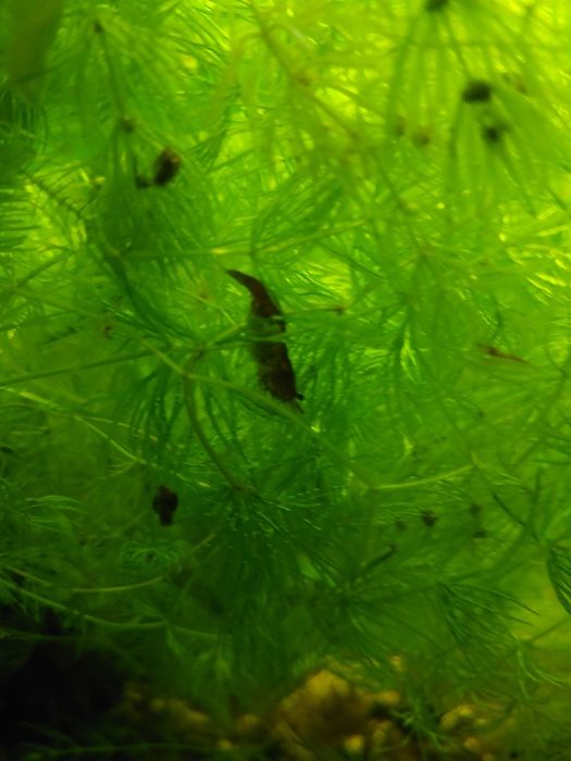 Krewetki neocaradina