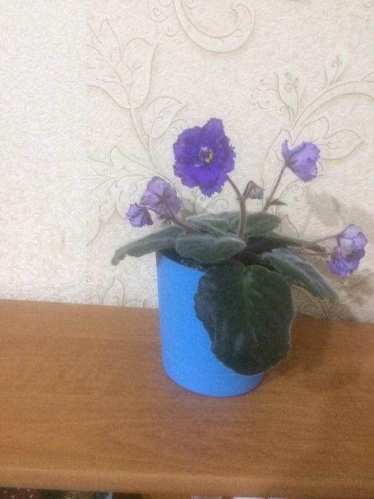 Цветы комнатные сингониум бильбергия хлорофитум фиалки фикусы