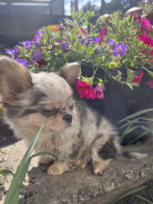 Идеальный парень Чихуахуа мерле на вязку кобель