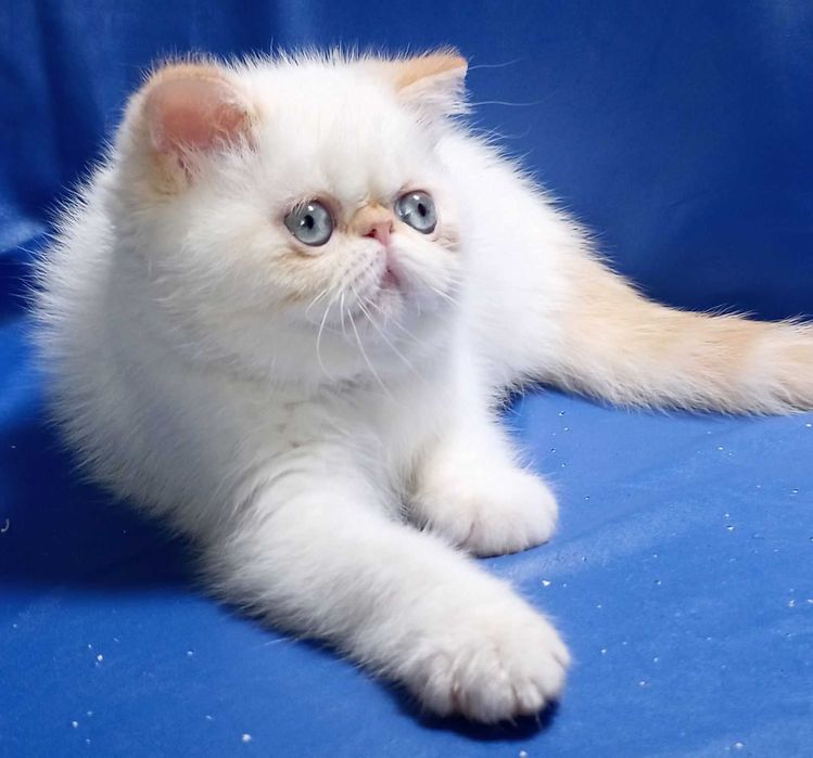 Шикарні Екзотичні дівчатка Лілі та Лола