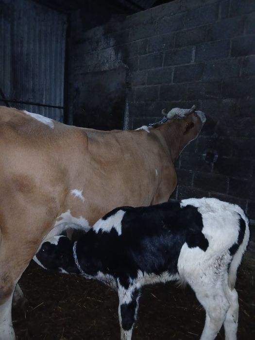 Byczki jałoweczki od rolnika