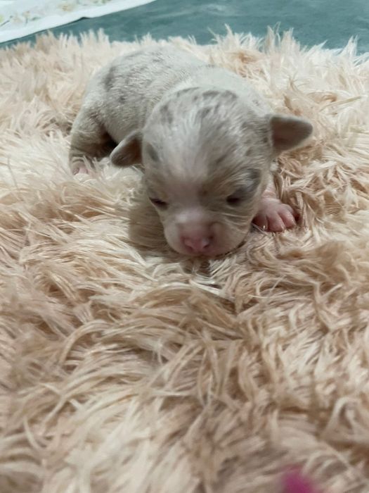 Chihuahua  macho Lilac Merle