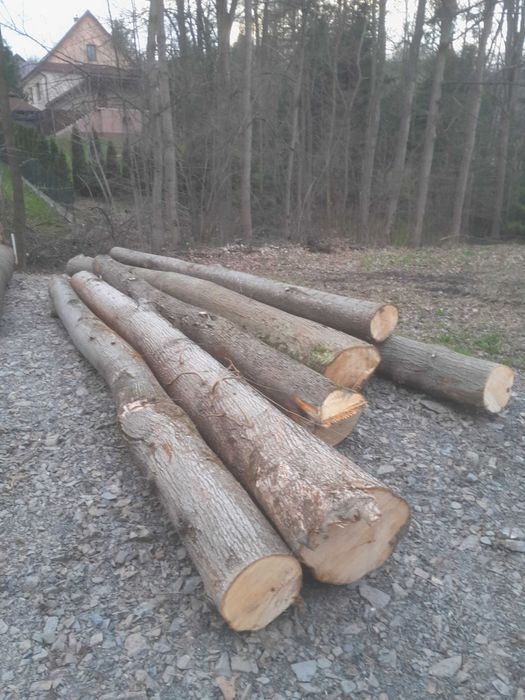 LIPA PIEŃ  ok 2m3