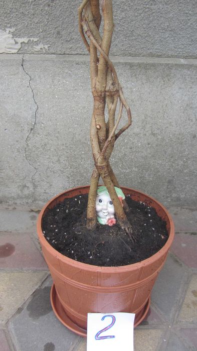 Фикус Бенджамина