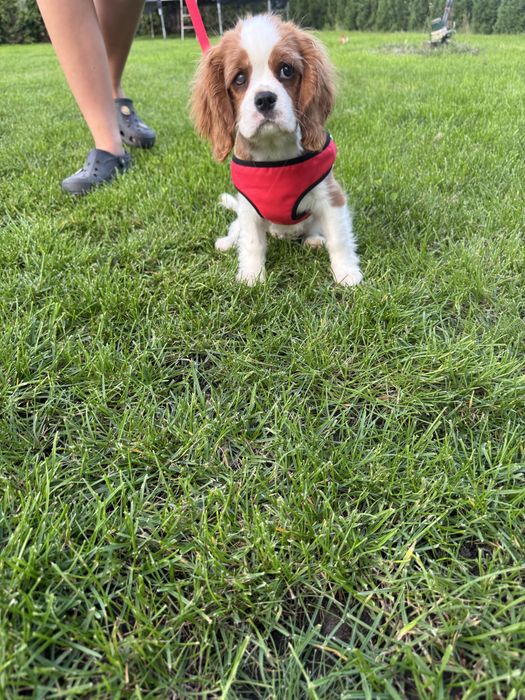 Cavalier King Charles Spaniel