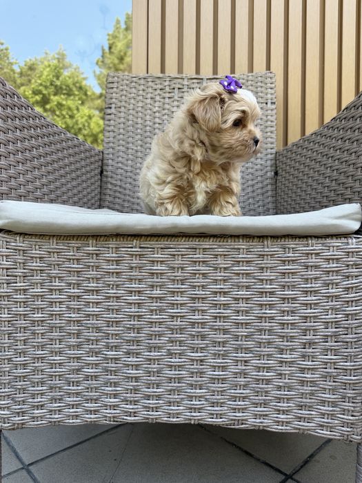 Maltipoo mini suczka