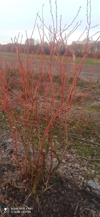 Borówka amerykańska