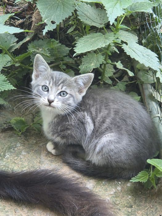 Kocurek po matce Ragdoll