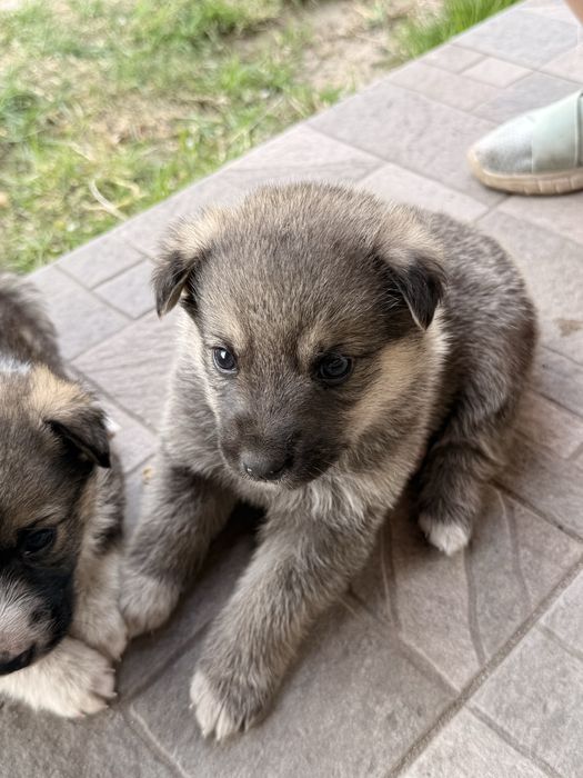 Віддам у добрі руки 4 чудові дівчинки