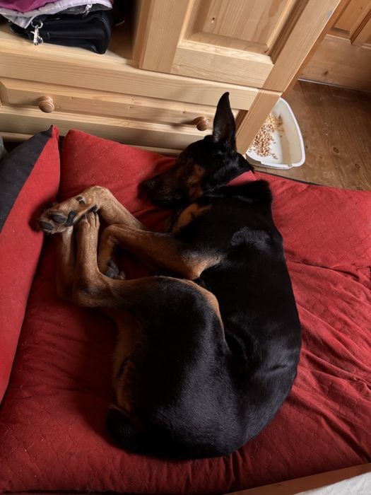 Безкоштовно у добрі руки