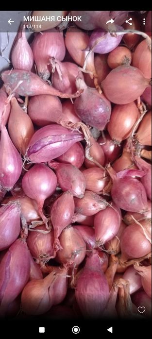 Продам лук -севок.