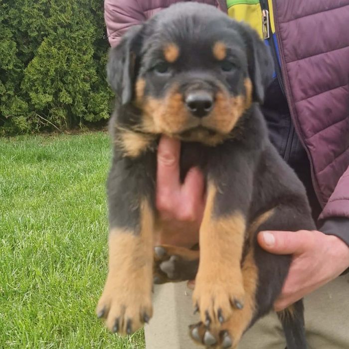 Rottweiler szczeniak
