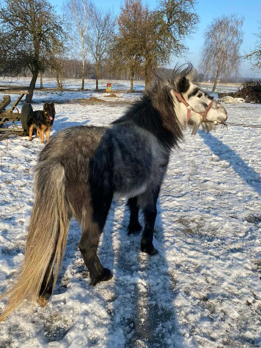 Sprzedam klacz kucyka