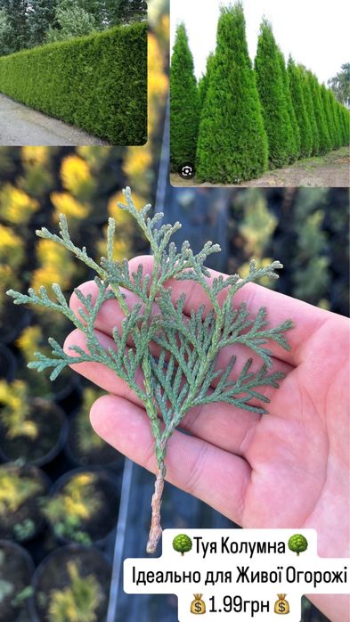 Черенки, живці, для вкорінення, туя смарагд,ялівець,кипарис, ялинка.