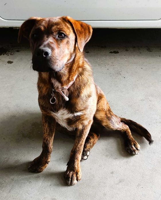 Cachorro Juvenil Arraçado de Boxer e Labrador