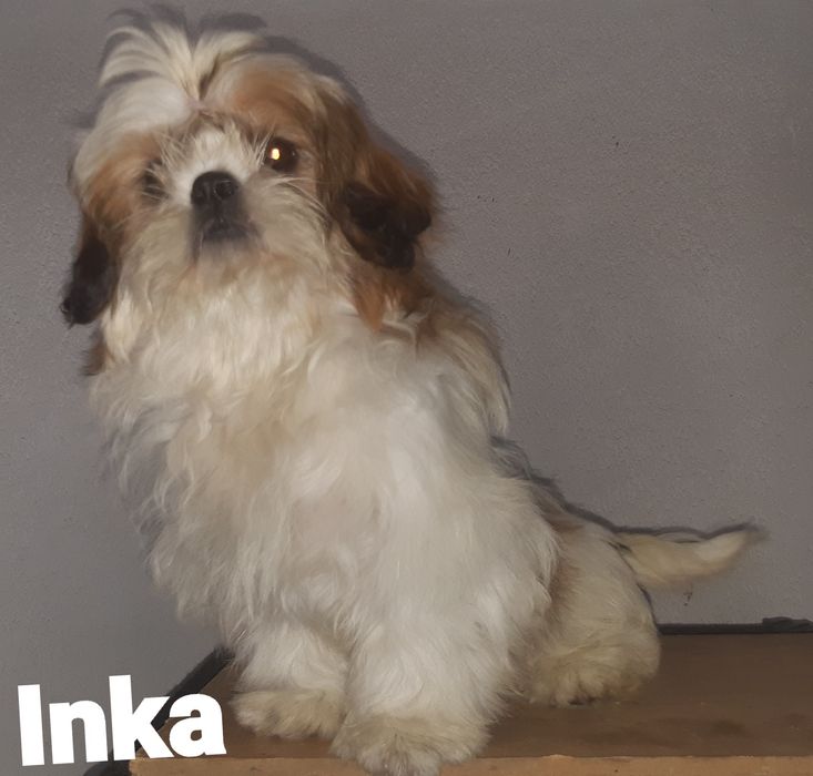 Shih-tzu sunia Inka Green House