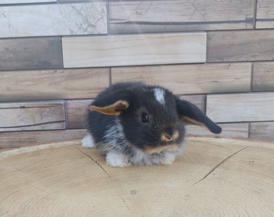 Mini lop wolne króliczki baranki